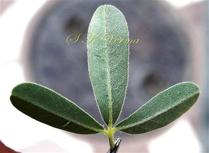  Leaf (Abaxial view)